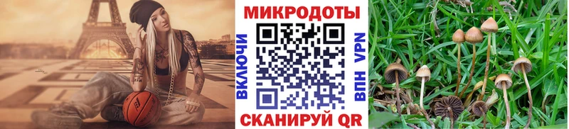 Псилоцибиновые грибы Psilocybine cubensis  Гусев 
